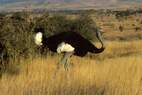 Somali ostrich